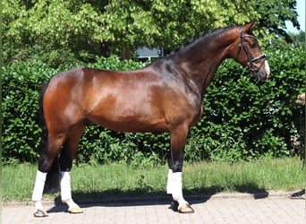 Hannoveraner, Wallach, 5 Jahre, 168 cm, Brauner