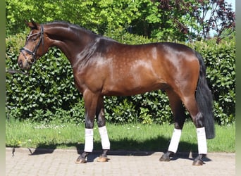 Hannoveraner, Wallach, 5 Jahre, 168 cm, Brauner