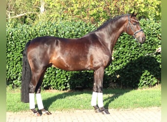 Hannoveraner, Wallach, 5 Jahre, 168 cm, Brauner