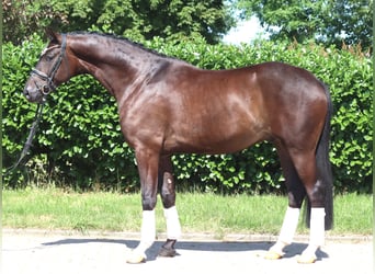 Hannoveraner, Wallach, 5 Jahre, 168 cm, Brauner
