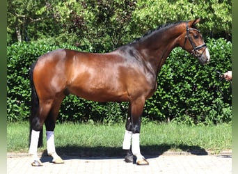 Hannoveraner, Wallach, 5 Jahre, 168 cm, Brauner