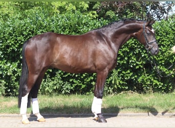 Hannoveraner, Wallach, 5 Jahre, 168 cm, Brauner