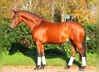 Hannoveraner, Wallach, 5 Jahre, 168 cm, Brauner