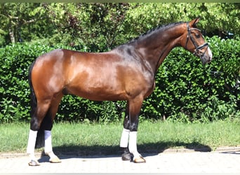 Hannoveraner, Wallach, 5 Jahre, 168 cm, Brauner