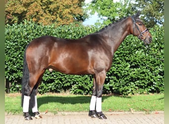 Hannoveraner, Wallach, 5 Jahre, 168 cm, Brauner