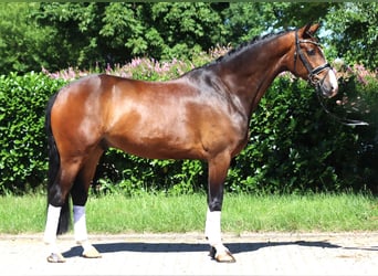 Hannoveraner, Wallach, 5 Jahre, 168 cm, Brauner