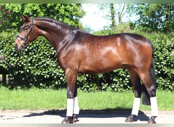 Hannoveraner, Wallach, 5 Jahre, 168 cm, Brauner