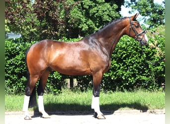 Hannoveraner, Wallach, 5 Jahre, 168 cm, Brauner