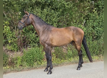 Hannoveraner, Wallach, 5 Jahre, 168 cm, Brauner