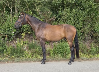 Hannoveraner, Wallach, 5 Jahre, 168 cm, Brauner