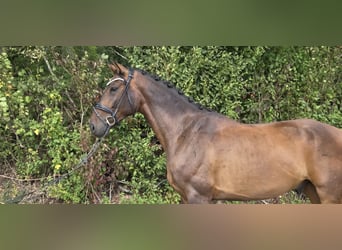 Hannoveraner, Wallach, 5 Jahre, 168 cm, Brauner