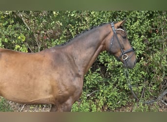 Hannoveraner, Wallach, 5 Jahre, 168 cm, Brauner
