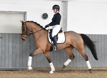 Hannoveraner, Wallach, 5 Jahre, 168 cm, Brauner