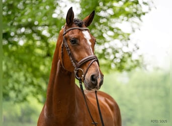 Hannoveraner, Wallach, 5 Jahre, 168 cm, Brauner