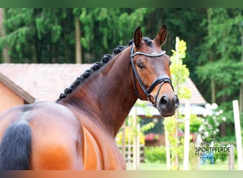 Hannoveraner, Wallach, 5 Jahre, 168 cm, Brauner