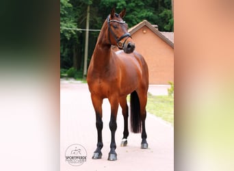 Hannoveraner, Wallach, 5 Jahre, 168 cm, Brauner