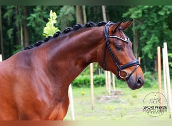 Hannoveraner, Wallach, 5 Jahre, 168 cm, Brauner