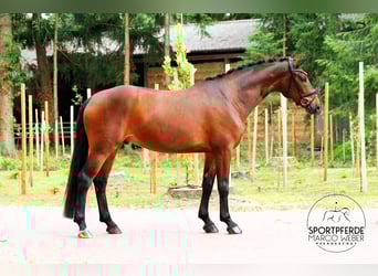 Hannoveraner, Wallach, 5 Jahre, 168 cm, Brauner