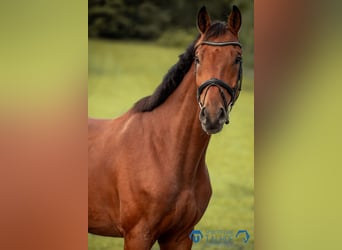 Hannoveraner, Wallach, 5 Jahre, 168 cm, Brauner