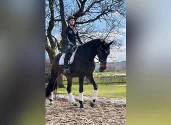 Hannoveraner, Wallach, 5 Jahre, 168 cm, Dunkelbrauner