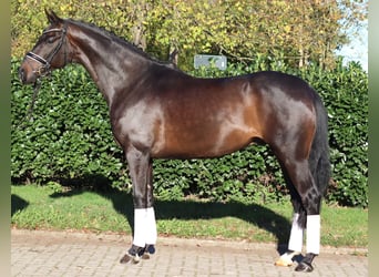 Hannoveraner, Wallach, 5 Jahre, 168 cm, Dunkelbrauner