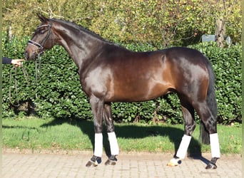 Hannoveraner, Wallach, 5 Jahre, 168 cm, Dunkelbrauner