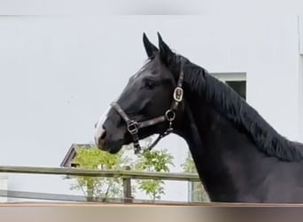 Hannoveraner, Wallach, 5 Jahre, 168 cm, Dunkelbrauner