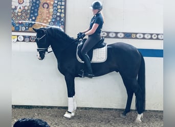Hannoveraner, Wallach, 5 Jahre, 168 cm, Dunkelbrauner