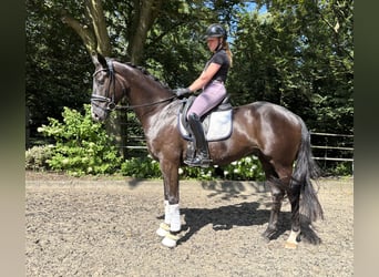 Hannoveraner, Wallach, 5 Jahre, 168 cm, Dunkelbrauner