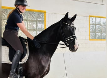 Hannoveraner, Wallach, 5 Jahre, 168 cm, Dunkelbrauner