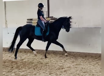 Hannoveraner, Wallach, 5 Jahre, 168 cm, Dunkelbrauner