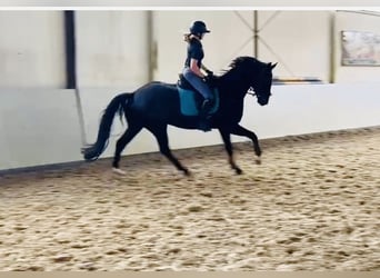 Hannoveraner, Wallach, 5 Jahre, 168 cm, Dunkelbrauner
