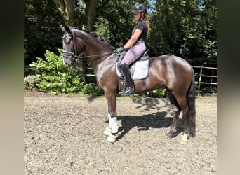 Hannoveraner, Wallach, 5 Jahre, 168 cm, Dunkelbrauner