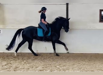 Hannoveraner, Wallach, 5 Jahre, 168 cm, Dunkelbrauner