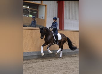 Hannoveraner, Wallach, 5 Jahre, 168 cm, Dunkelbrauner