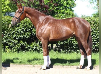 Hannoveraner, Wallach, 5 Jahre, 168 cm, Dunkelfuchs