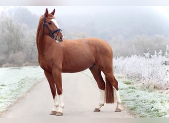 Hannoveraner, Wallach, 5 Jahre, 168 cm, Fuchs