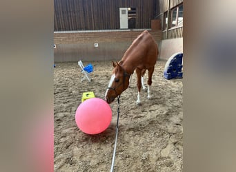 Hannoveraner, Wallach, 5 Jahre, 168 cm, Fuchs