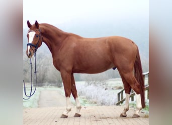 Hannoveraner, Wallach, 5 Jahre, 168 cm, Fuchs
