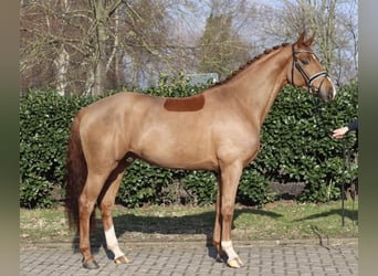 Hannoveraner, Wallach, 5 Jahre, 168 cm, Fuchs