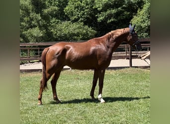 Hannoveraner, Wallach, 5 Jahre, 168 cm, Fuchs