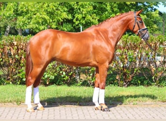 Hannoveraner, Wallach, 5 Jahre, 168 cm, Fuchs
