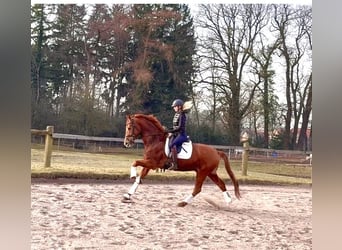 Hannoveraner, Wallach, 5 Jahre, 168 cm, Fuchs