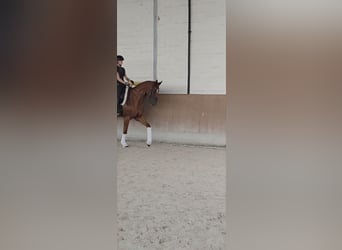 Hannoveraner, Wallach, 5 Jahre, 168 cm, Fuchs