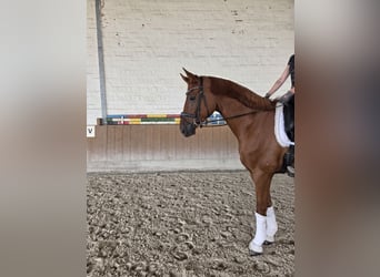Hannoveraner, Wallach, 5 Jahre, 168 cm, Fuchs