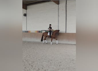 Hannoveraner, Wallach, 5 Jahre, 168 cm, Fuchs