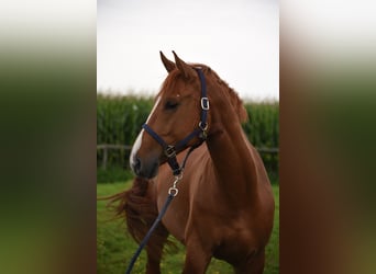 Hannoveraner, Wallach, 5 Jahre, 168 cm, Fuchs