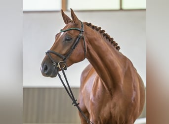 Hannoveraner, Wallach, 5 Jahre, 168 cm, Fuchs