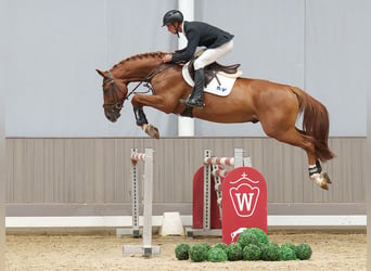Hannoveraner, Wallach, 5 Jahre, 168 cm, Fuchs