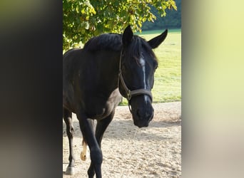 Hannoveraner, Wallach, 5 Jahre, 168 cm, Rappe